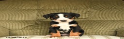 Greater Swiss Mountain Dog dogs for sale: Rhea - Ad 3