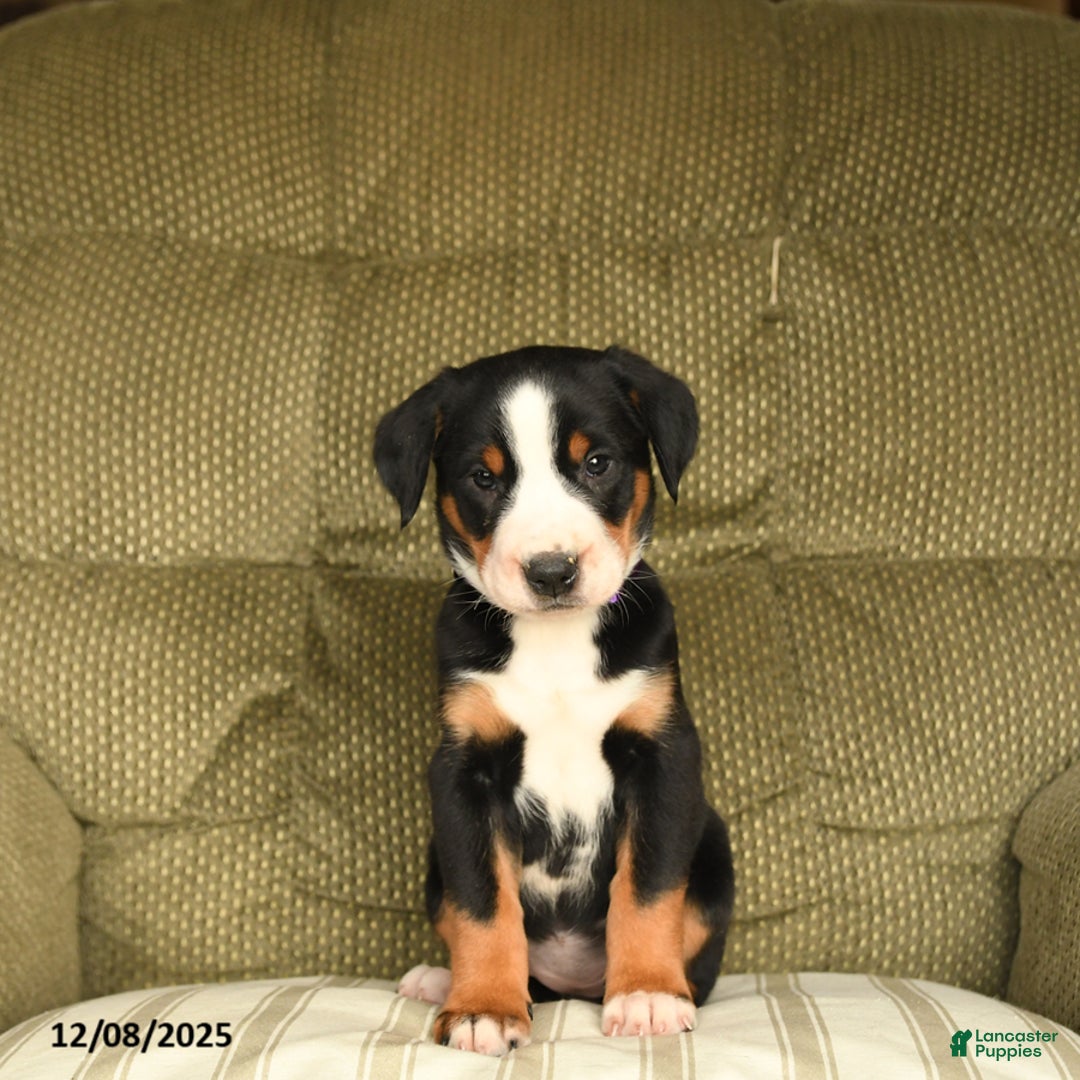 Greater Swiss Mountain Dog dogs for sale: Rhea - Ad 3