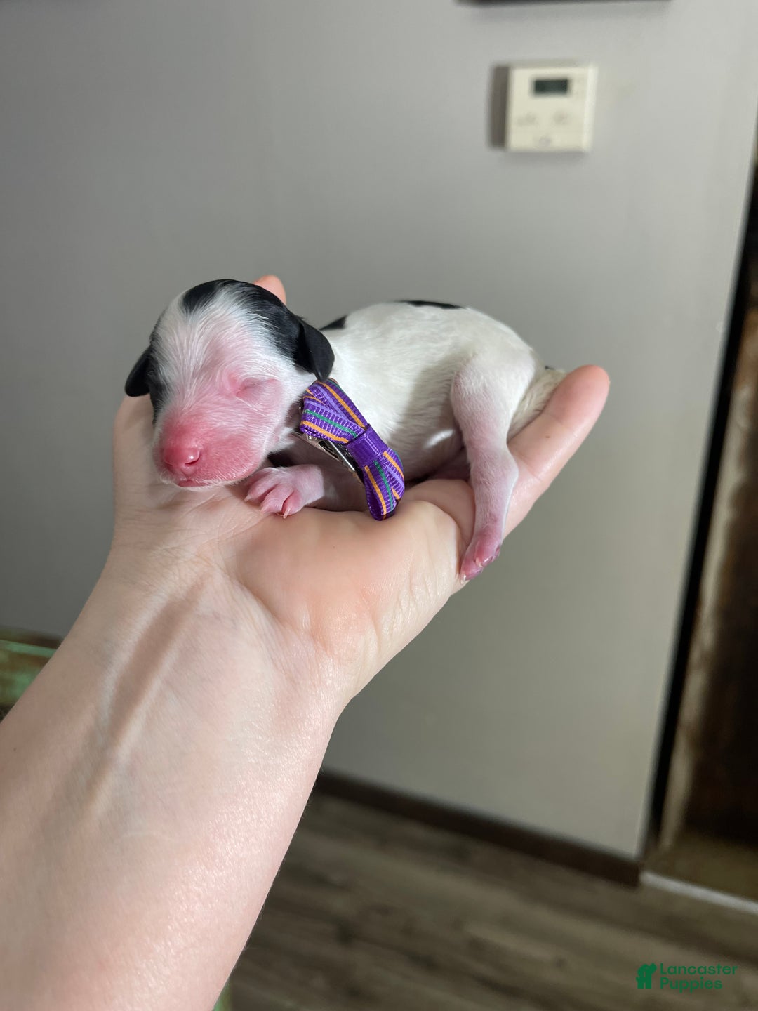 Miniature Poodle dogs for sale: Akc Clear Purple Bow - Ad 2