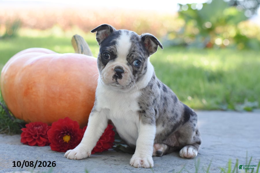 Tori (Boston Terrier, Female) in Mifflinburg, PA