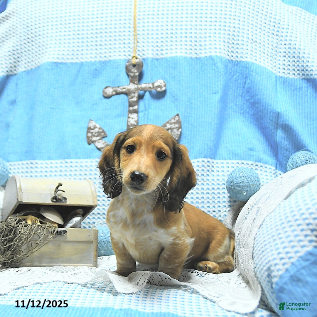 Miniature Dachshund dogs for sale: Aspen - Ad 6
