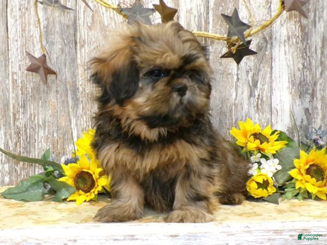 Shih Tzu dogs for sale: ELI - Ad 1