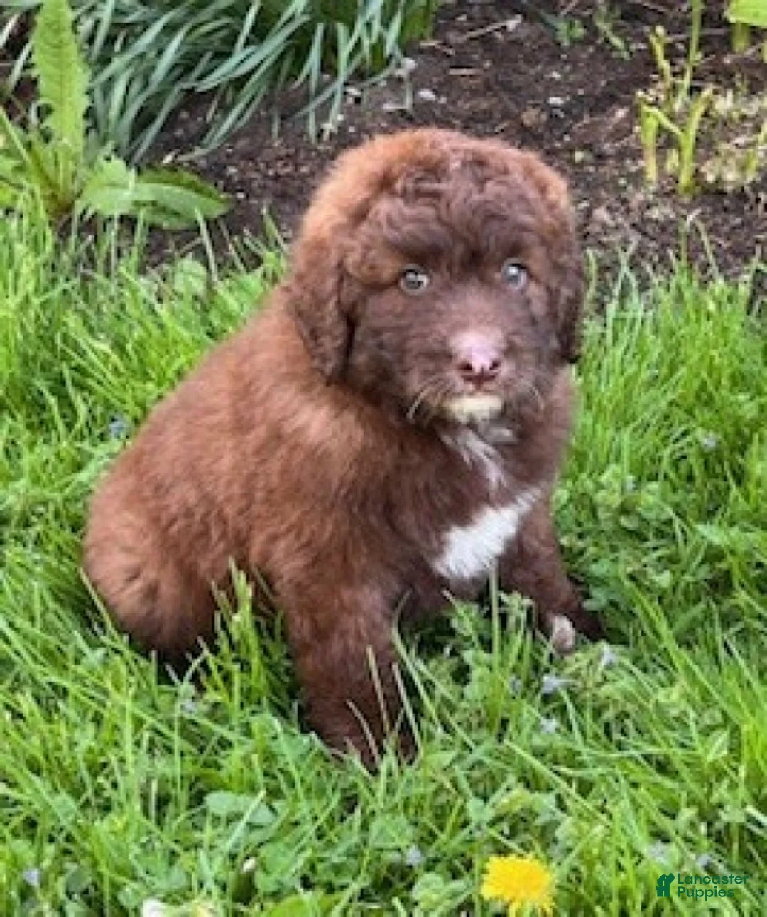 Aussiedoodle dogs for sale: Timmy - Ad 2