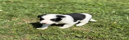Mixed Breed dogs for sale: Squirrel - Ad 7
