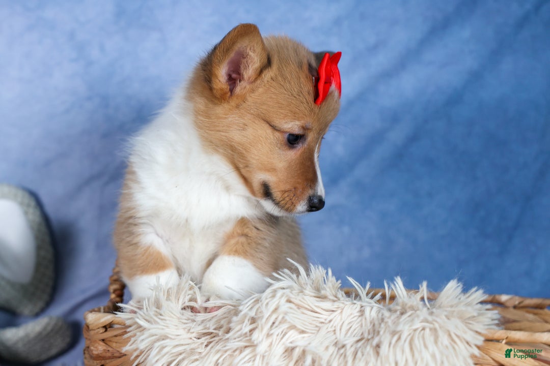 Welsh Corgi Pembroke dogs for sale: Alex - Ad 5