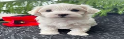 Maltese dogs for sale: Allison - Ad 9