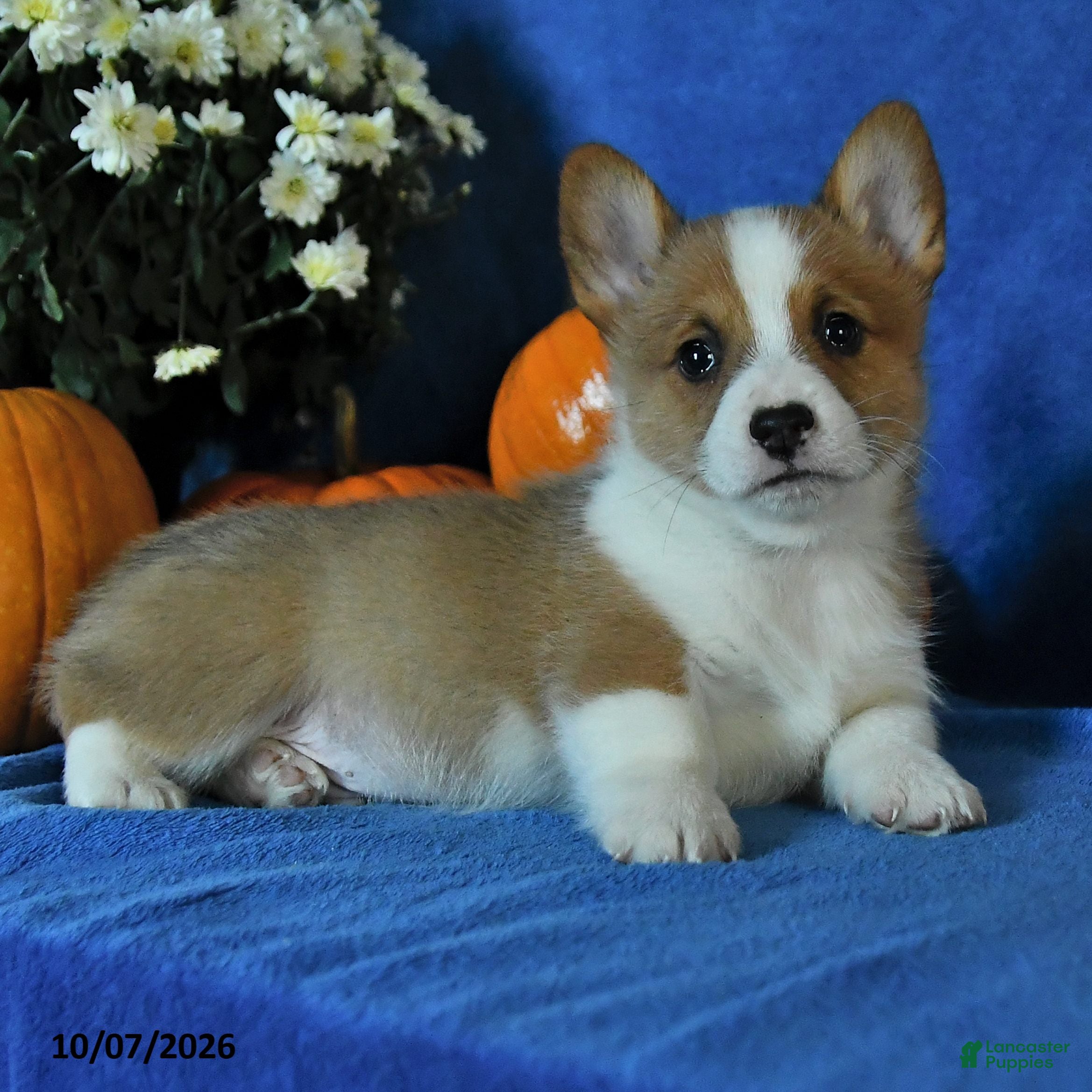 Welsh Corgi Pembroke dogs Kilo - Ad 2
