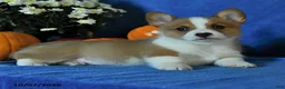 Welsh Corgi Pembroke dogs for sale: Kilo - Ad 2