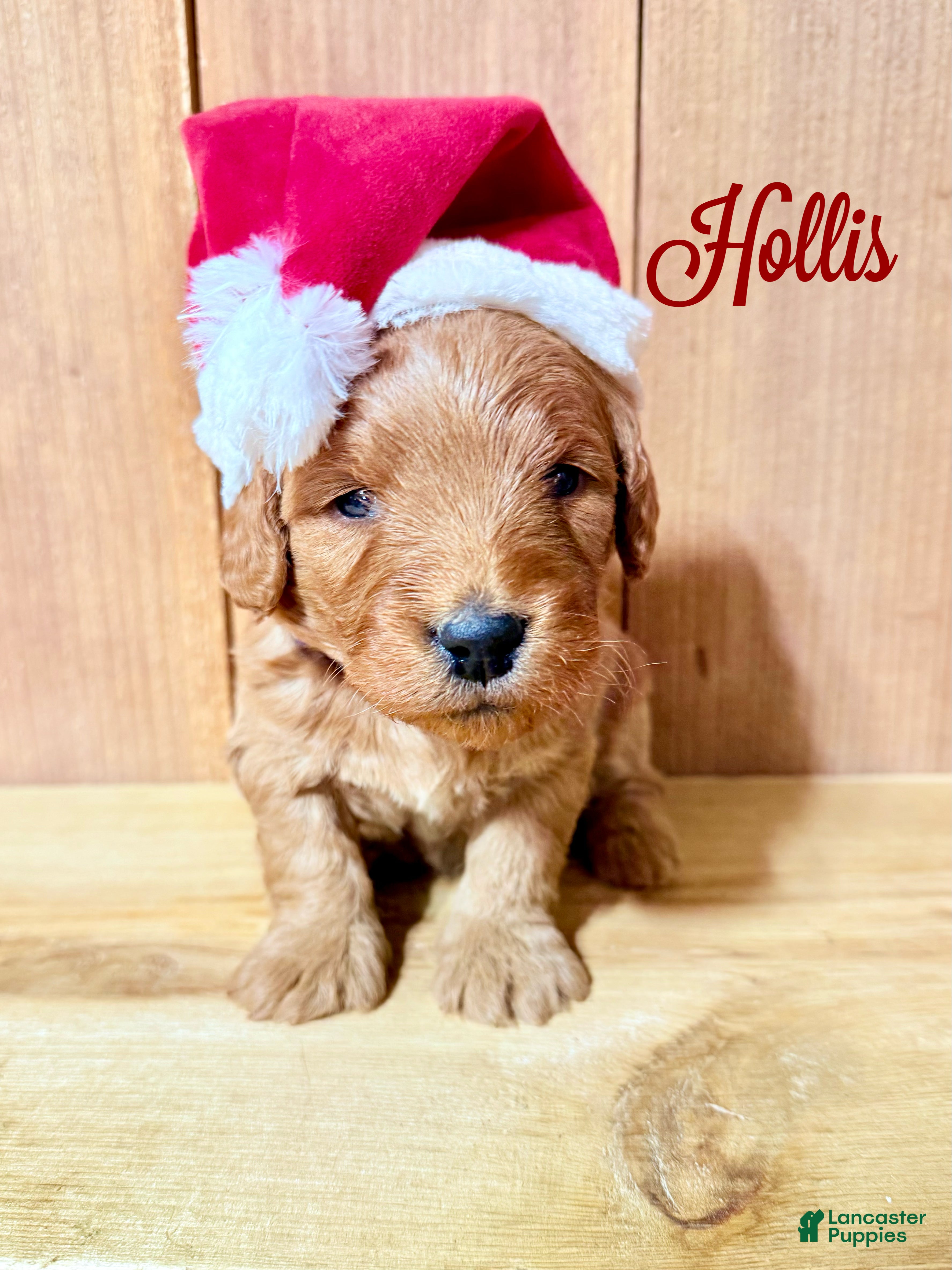 Mini Goldendoodle dogs Hollis, F1b Mini Goldendoodle - Ad 37