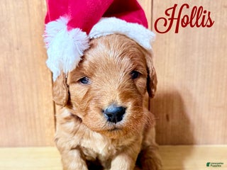 Mini Goldendoodle dogs Hollis, F1b Mini Goldendoodle - Ad 21