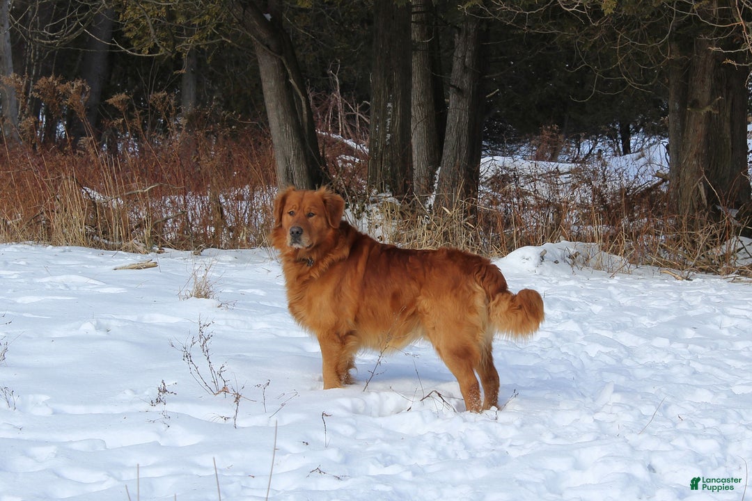 Golden Retriever dogs for sale: Brandy - Ad 6