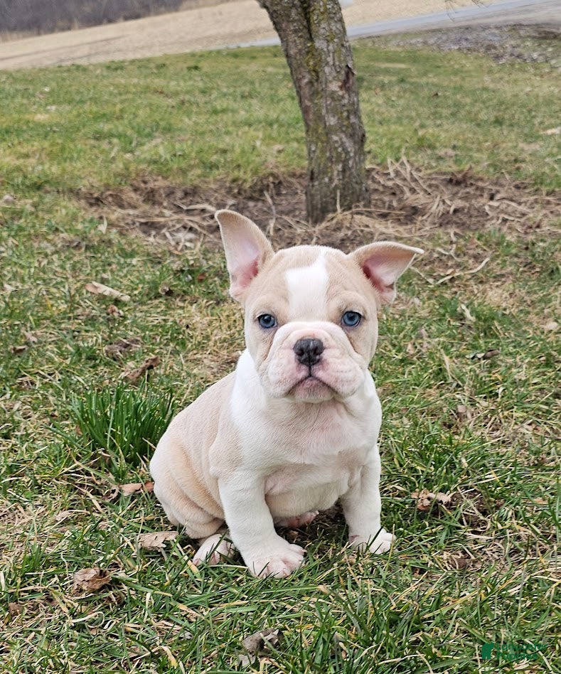 Mixed Breed dogs Mini Bulldog Fawn Merle - Ad 38