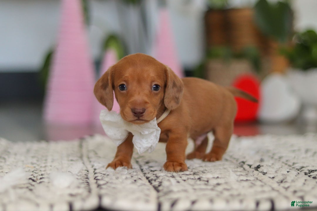 Dachshund dogs for sale: Wyatt - Ad 2