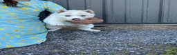 Siberian Husky dogs for sale: Coconut - Ad 6