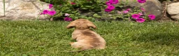 Dachshund dogs for sale: Hannah  - Ad 6