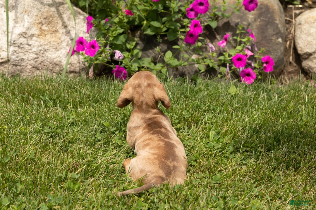 Dachshund dogs for sale: Hannah  - Ad 6