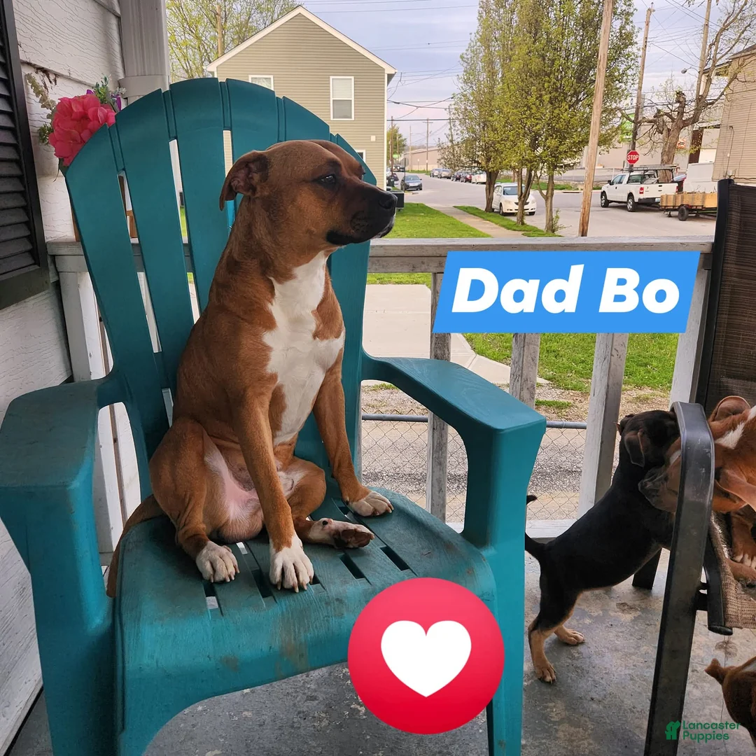 Mixed Breed dogs for sale: Lilly  - Ad 7