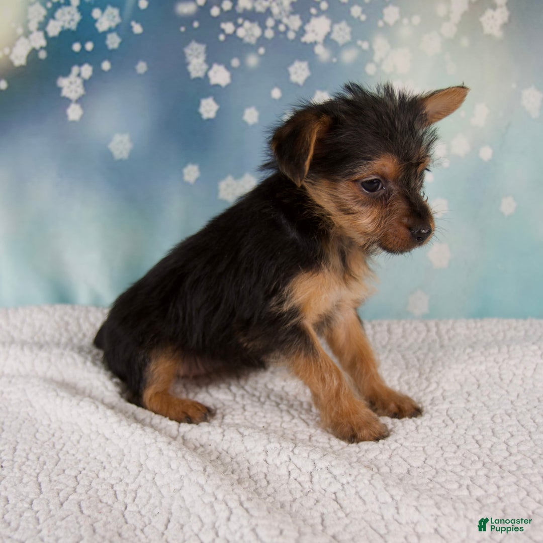 Yorkshire Terrier dogs for sale: Kira - Ad 6