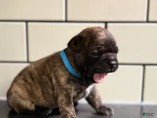 Frenchton dogs Frenchton Puppy 1 - Ad 37