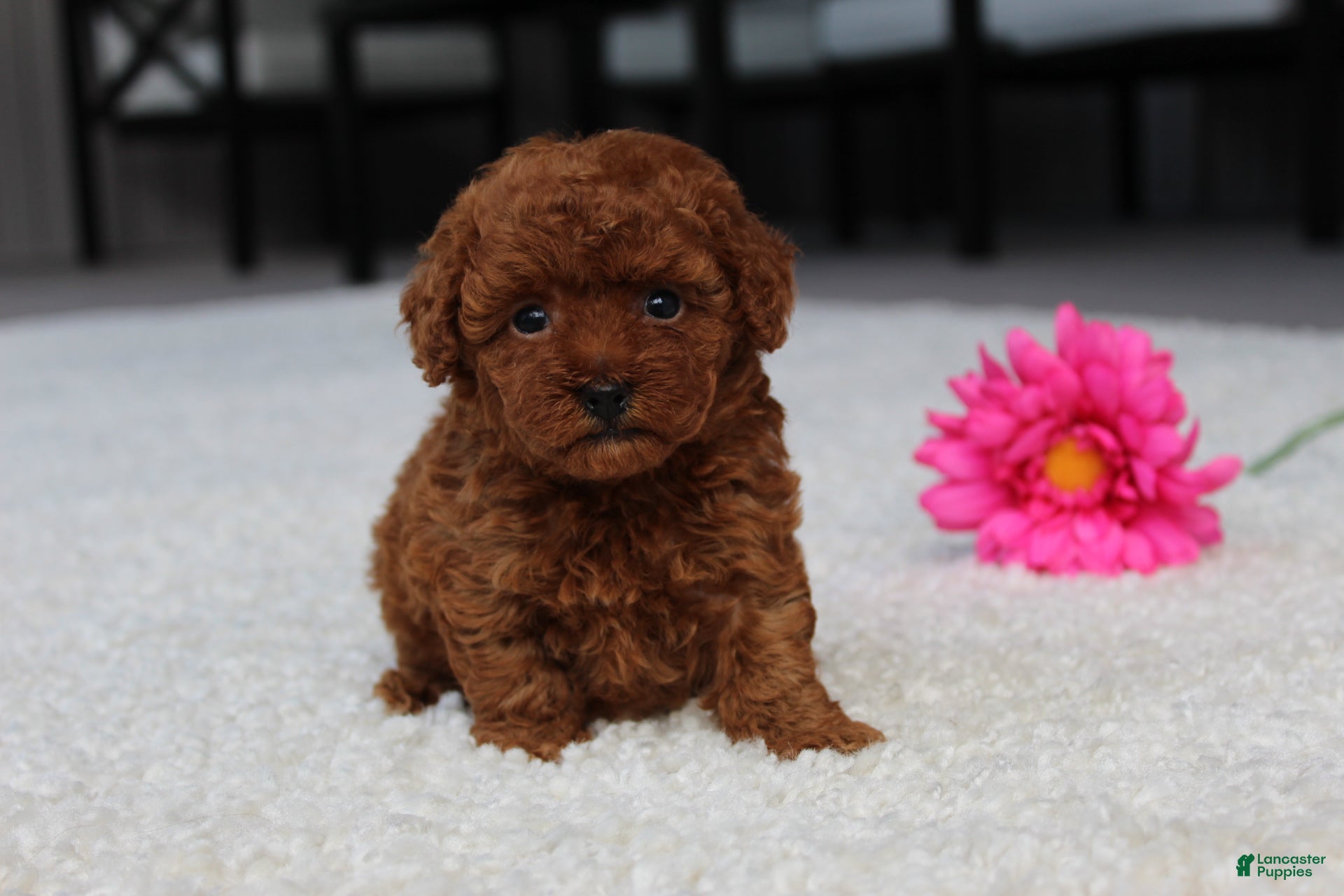 Toy Poodle dogs Allison - Ad 1