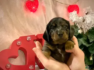 Miniature Dachshund dogs LuvBug - Ad 35