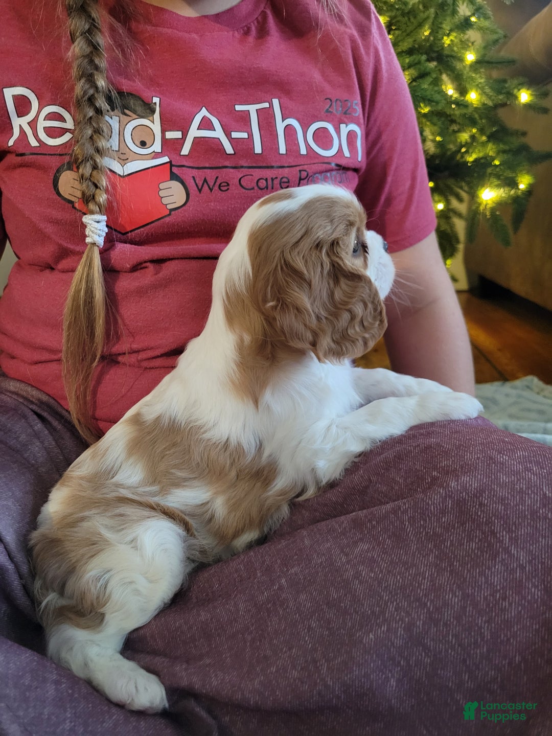 Cavalier King Charles Spaniel dogs for sale: Bryce - Ad 5