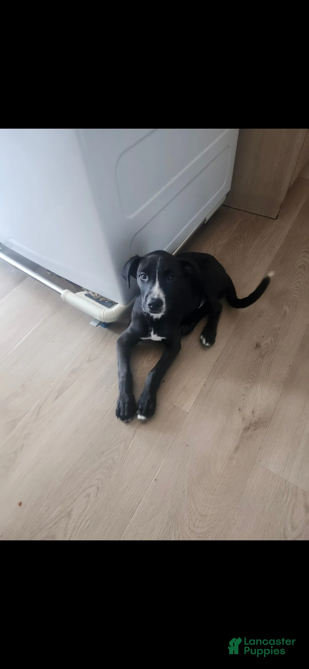 Mixed Breed dogs for sale: Mixed Breed Puppy 2 - Ad 2