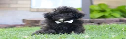 Shihpoo dogs for sale: Troy - Ad 3