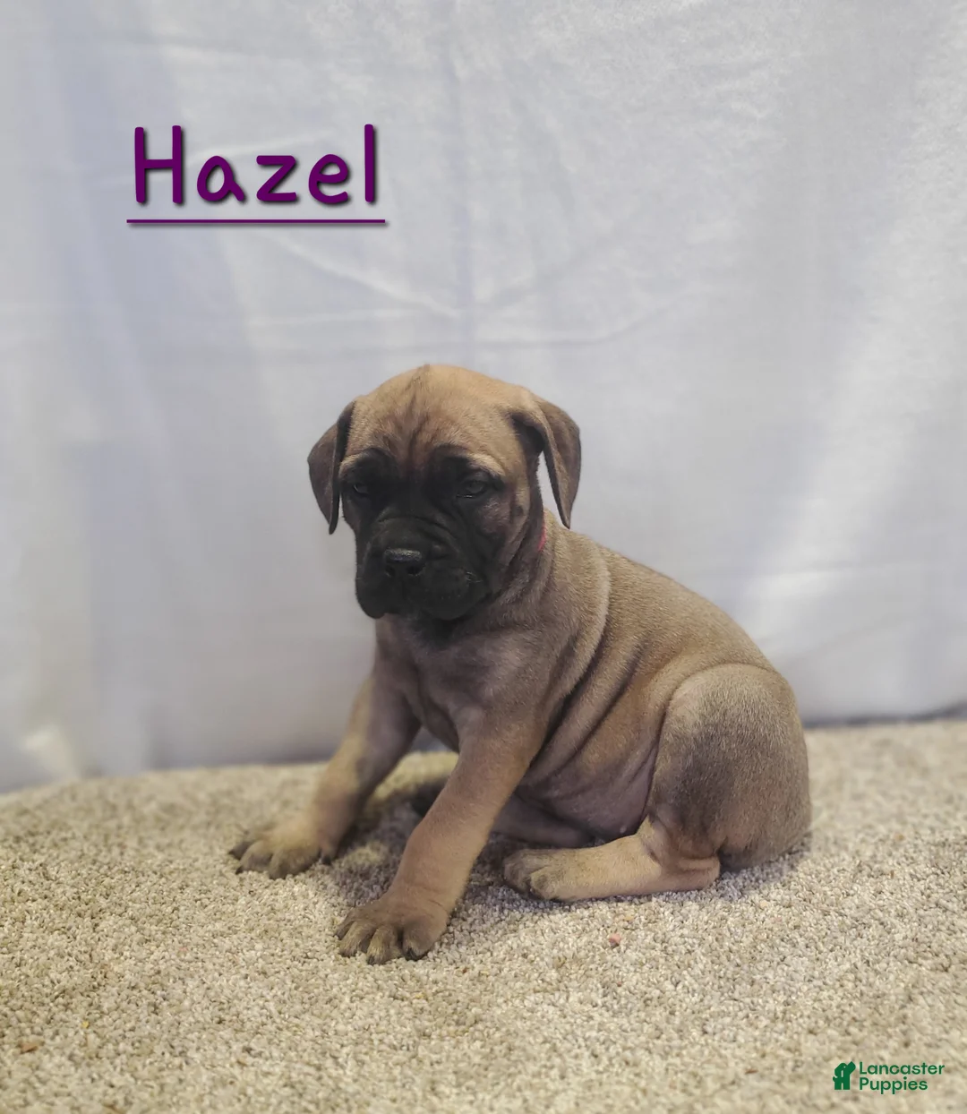 Bullmastiff dogs for sale: Hazel - Ad 2