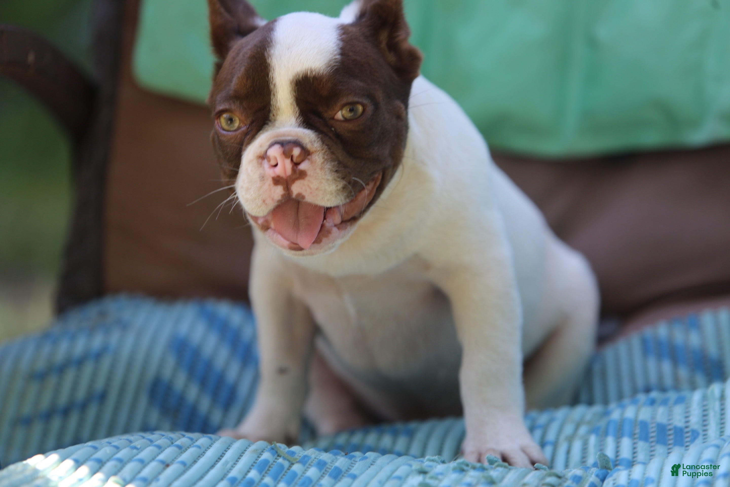 French Bulldog dogs French Bulldog 1 - Ad 2