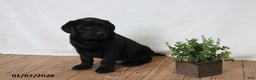 Labrador Retriever dogs for sale: Friskey - Ad 3