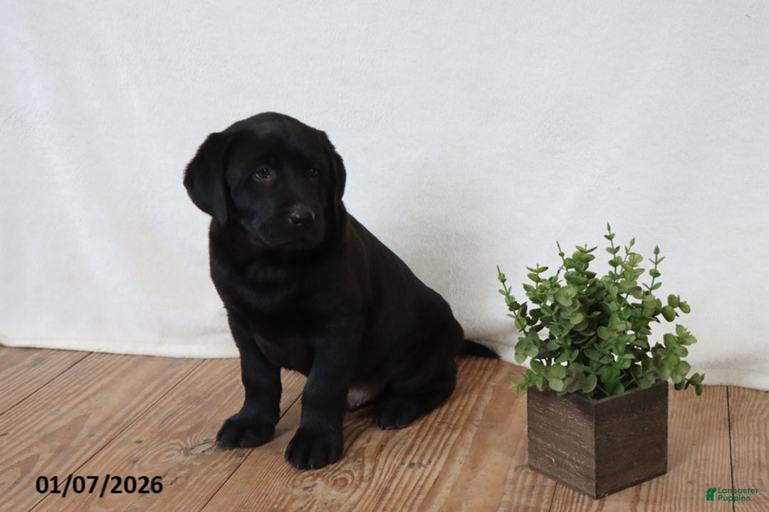 Labrador Retriever dogs for sale: Friskey - Ad 3
