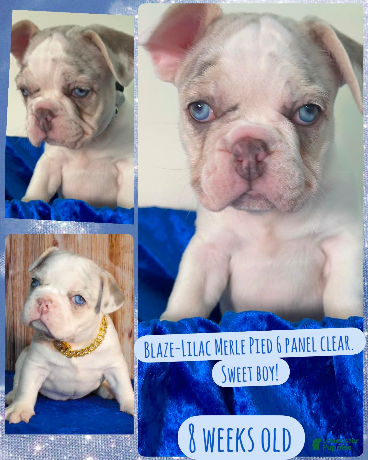 French Bulldog dogs French Bulldog 1 - Ad 1