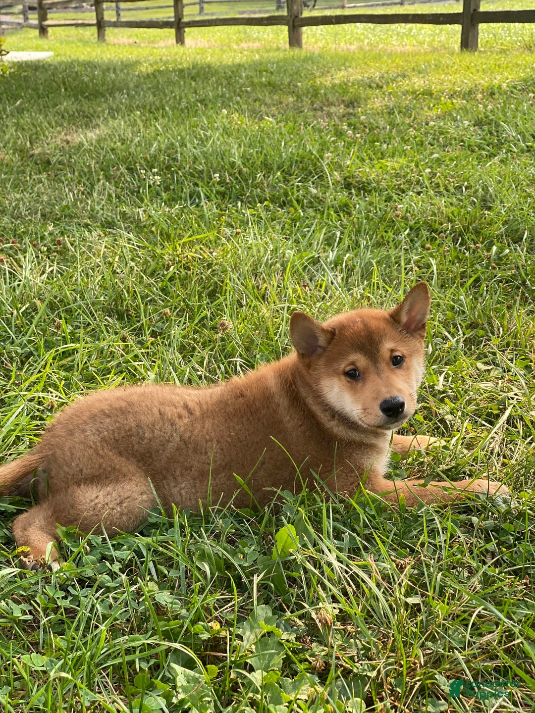 Shiba Inu dogs for sale: Iggy - Ad 8