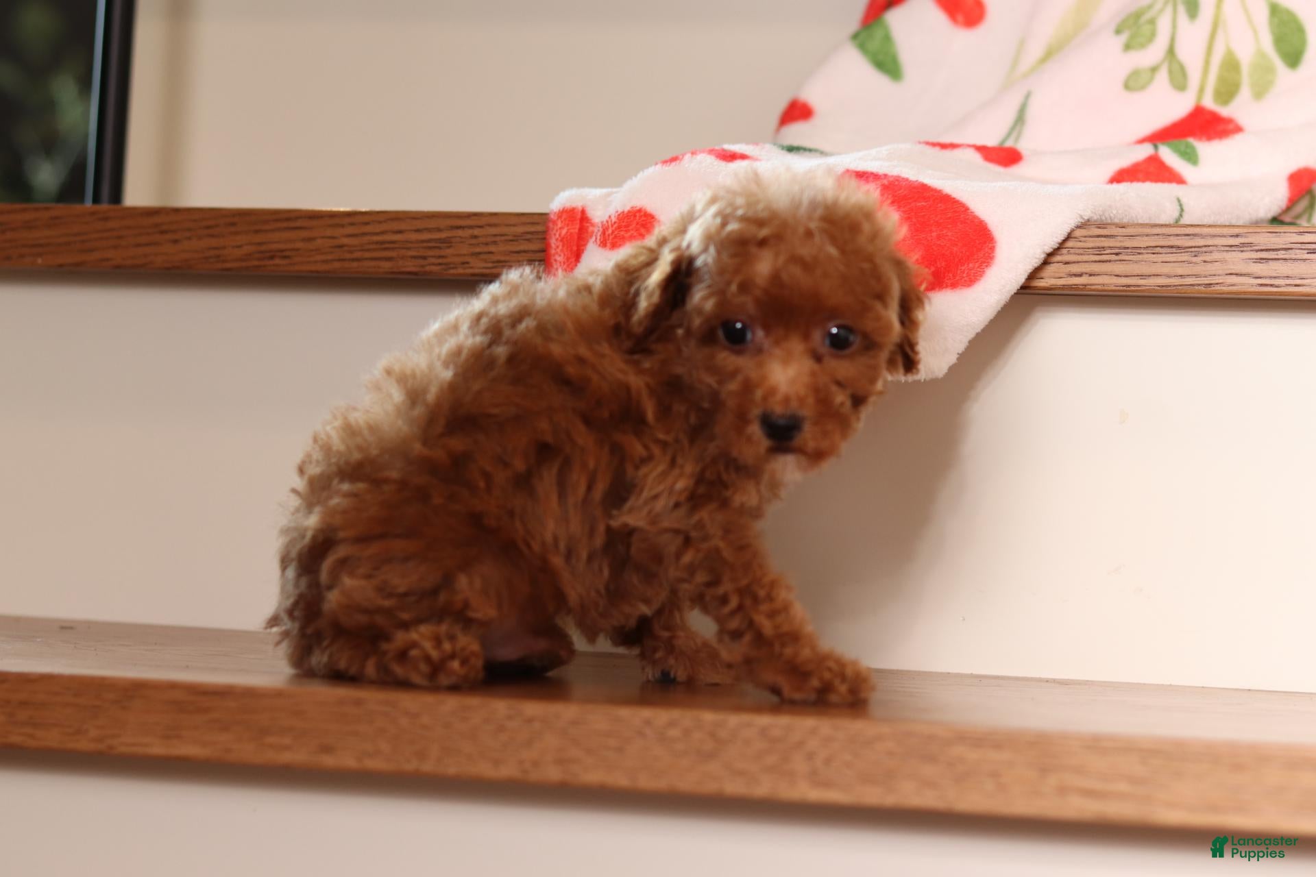 Miniature Poodle dogs Vince - Ad 2
