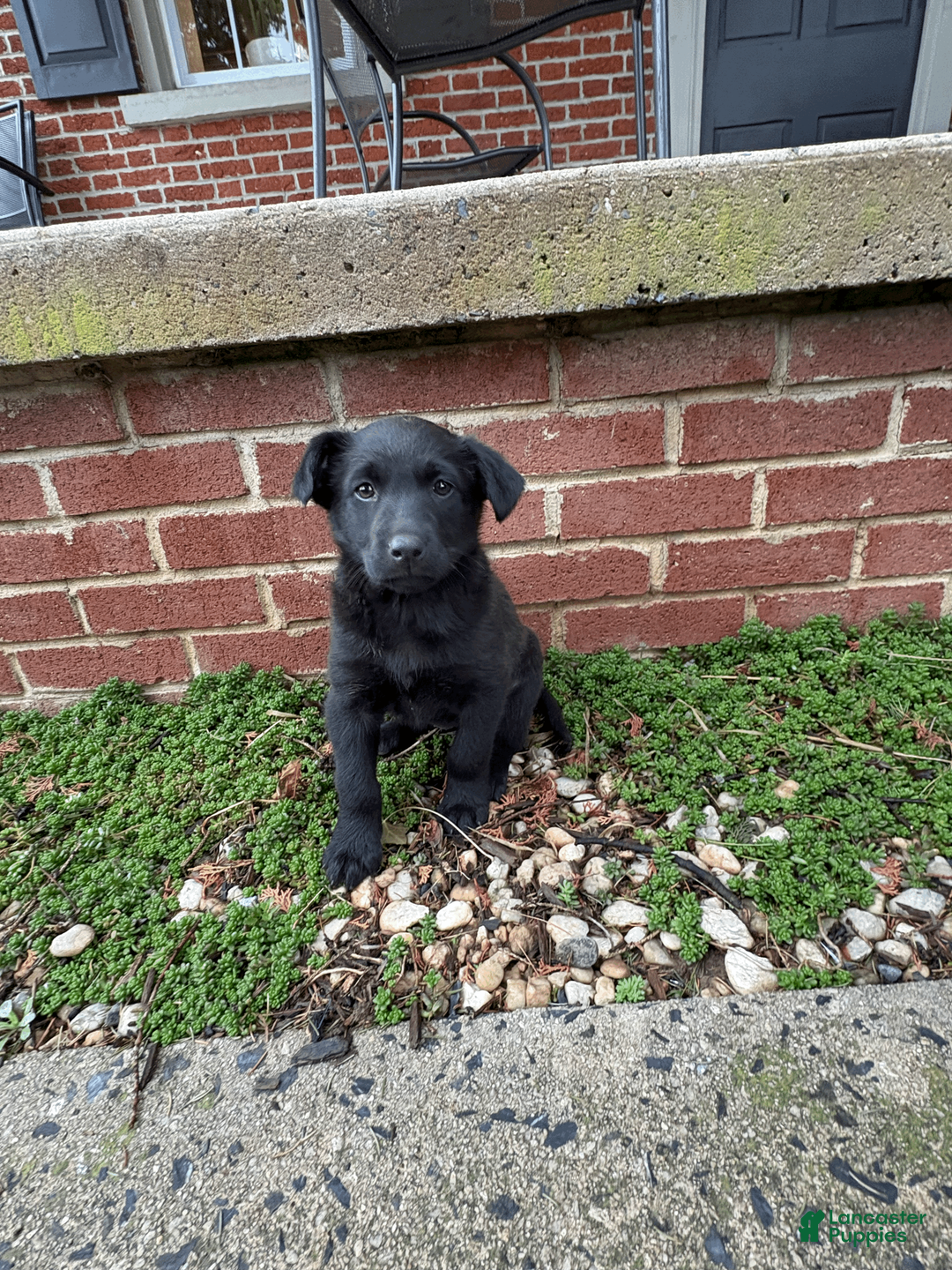 Mixed Breed dogs for sale: Mixed Breed Puppy 1 - Ad 1
