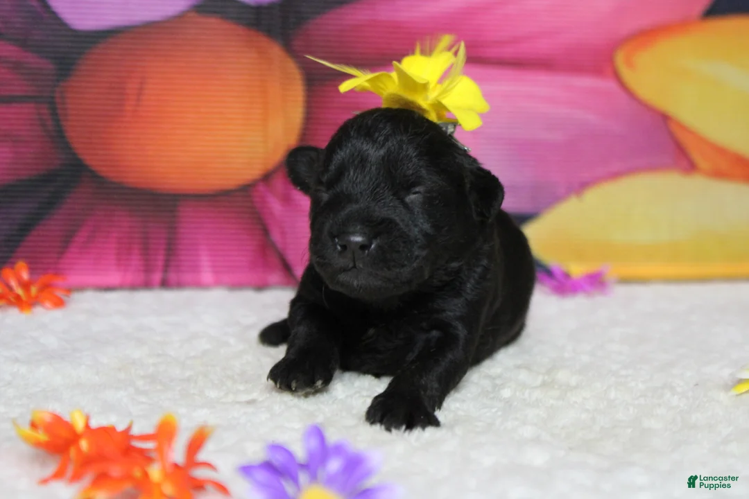 Schnoodle dogs for sale: Cabernet  - Ad 2