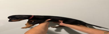 Doberman Pinscher Puppy 4