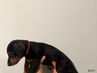 Doberman Pinscher dogs Doberman Pinscher Puppy 4 - Ad 28