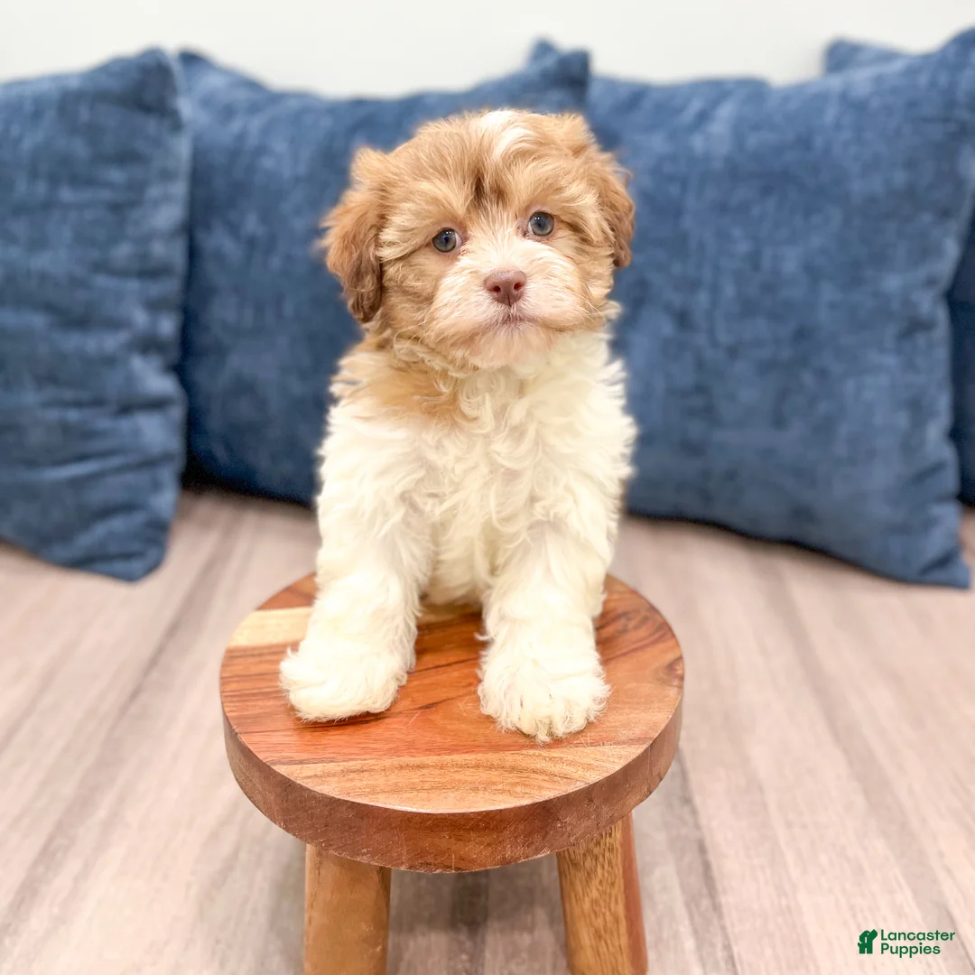 Havanese dogs for sale: Jewel - Ad 9
