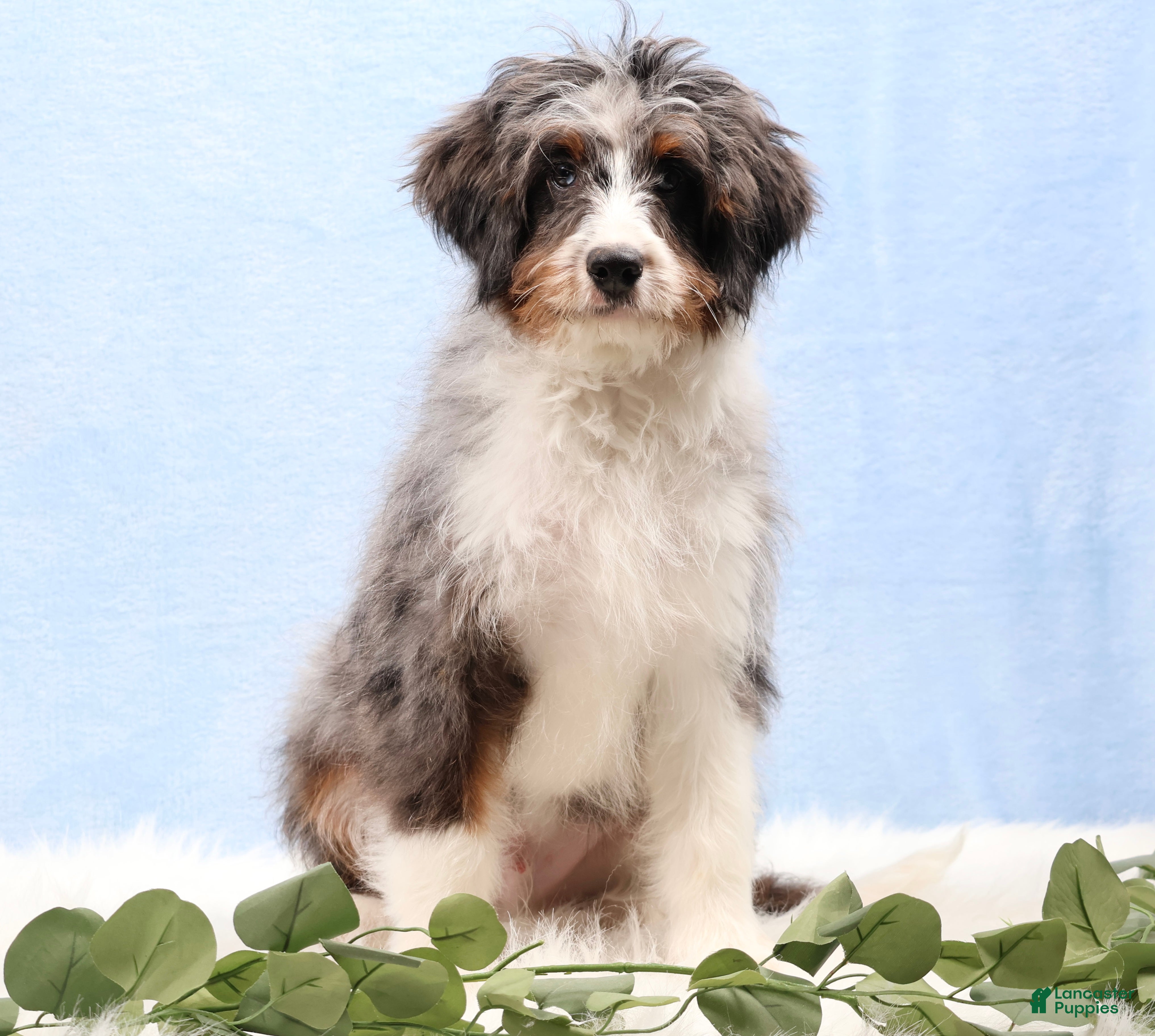 Mini Bernedoodle dogs Banjo - Ad 2