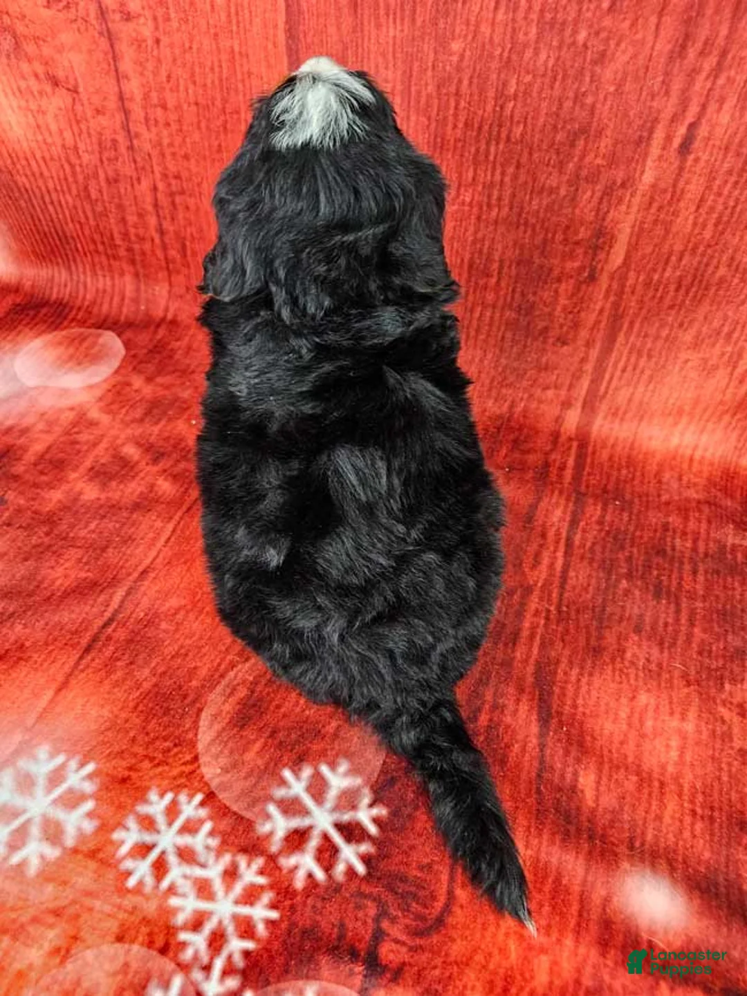 Mini Bernedoodle dogs for sale: Toby - Ad 4