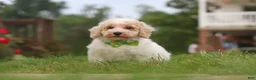 Bichpoo dogs for sale: Benji - Ad 12