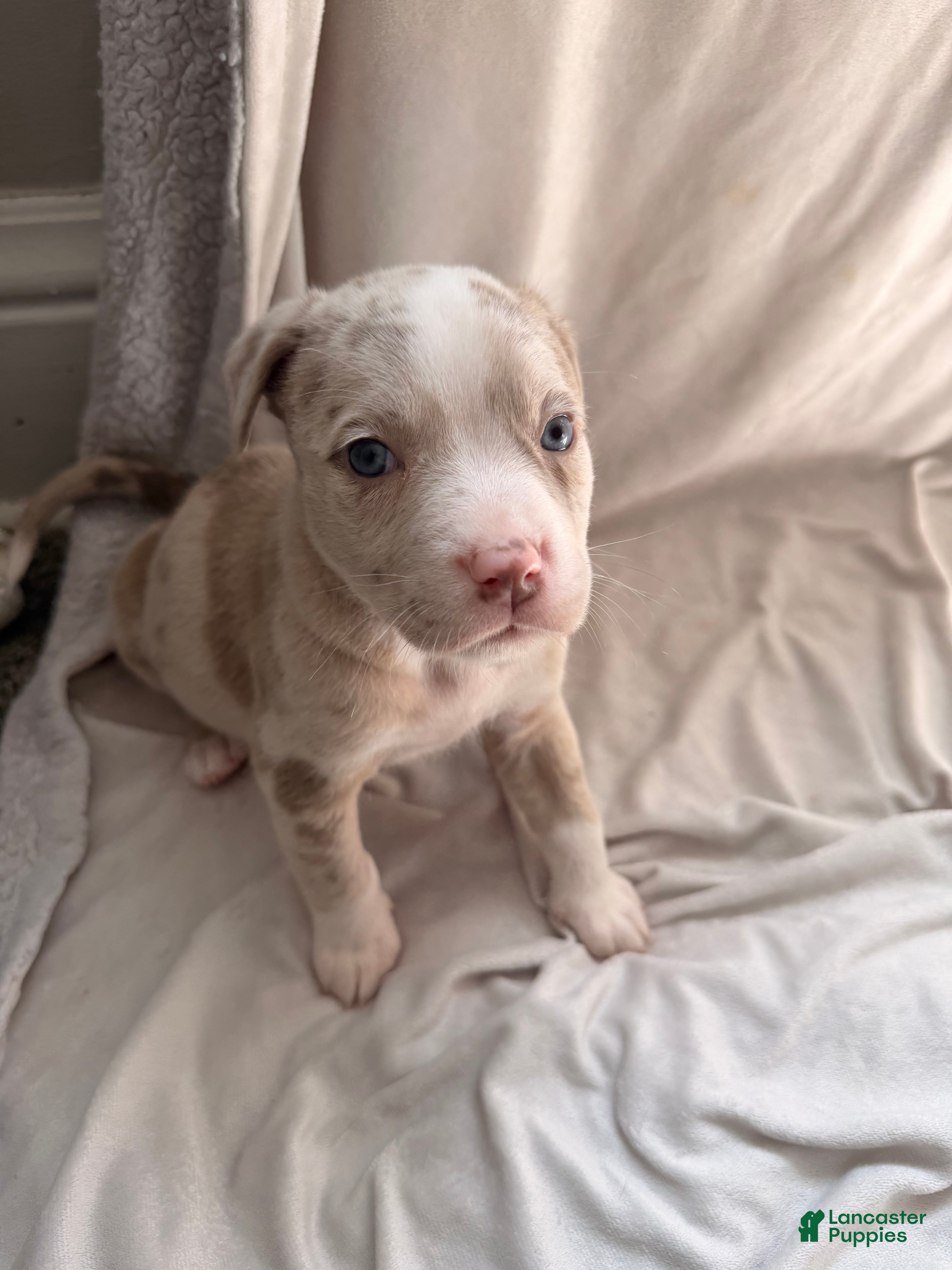 Mixed Breed dogs Mixed Breed Puppy 5 - Ad 14