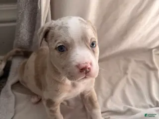 Mixed Breed dogs Mixed Breed Puppy 5 - Ad 14