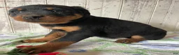 Rottweiler dogs for sale: Ludwig - Ad 2