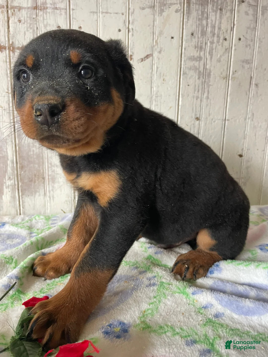 Rottweiler dogs for sale: Ludwig - Ad 2
