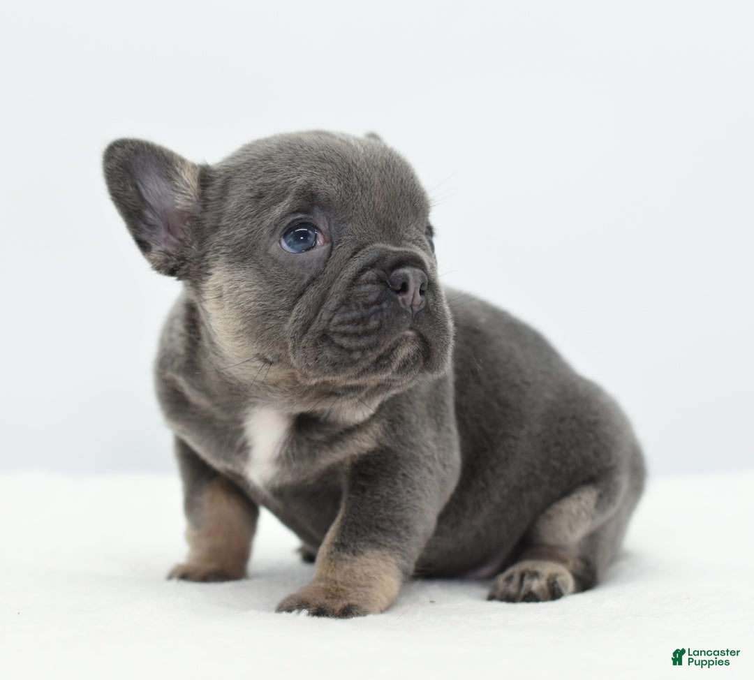 Mixed Breed dogs for sale: Queen lilac tricolor  - Ad 8