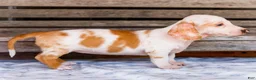 Miniature Dachshund dogs for sale: Chloe - Ad 8