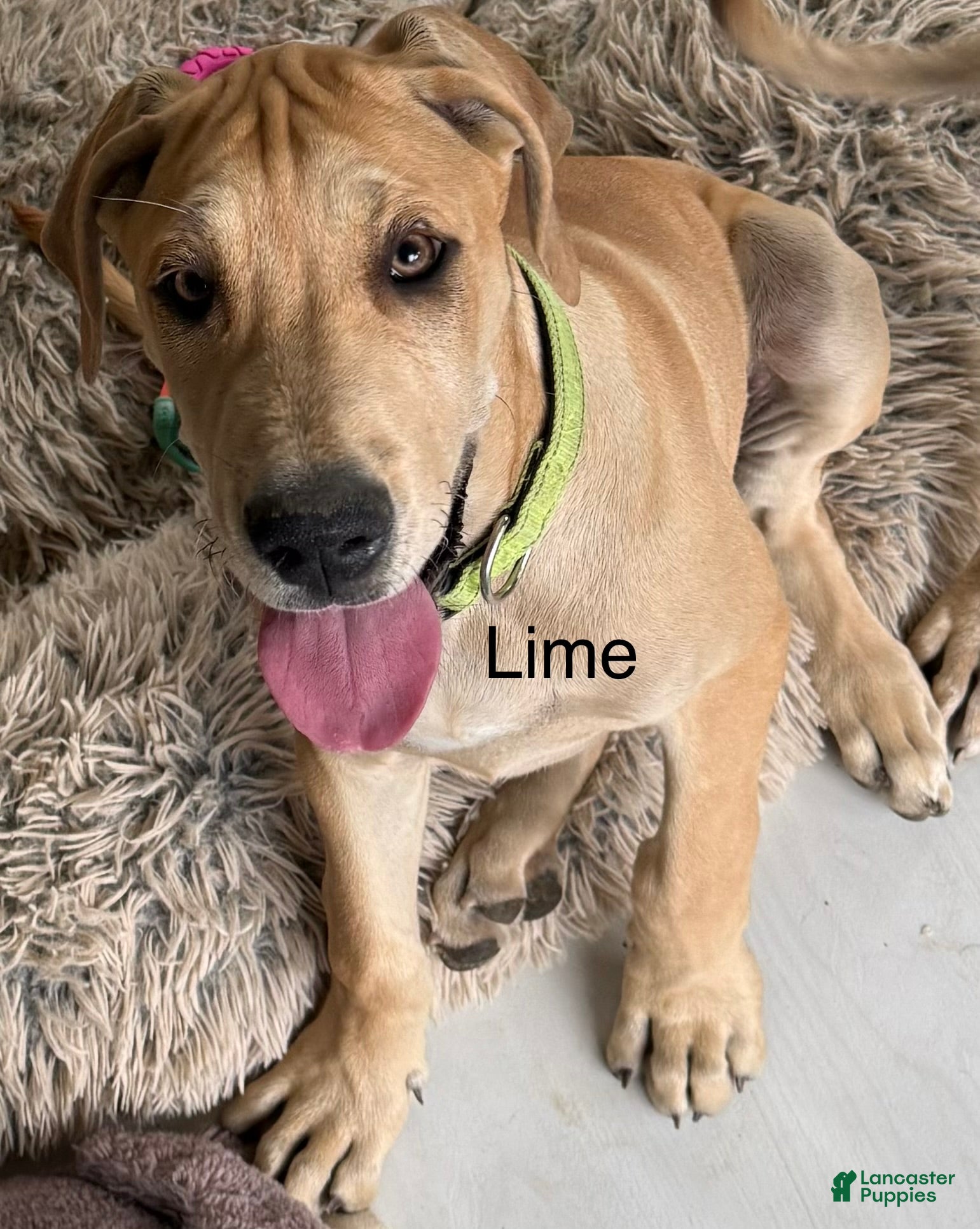 Great Dane dogs Lime - Ad 35